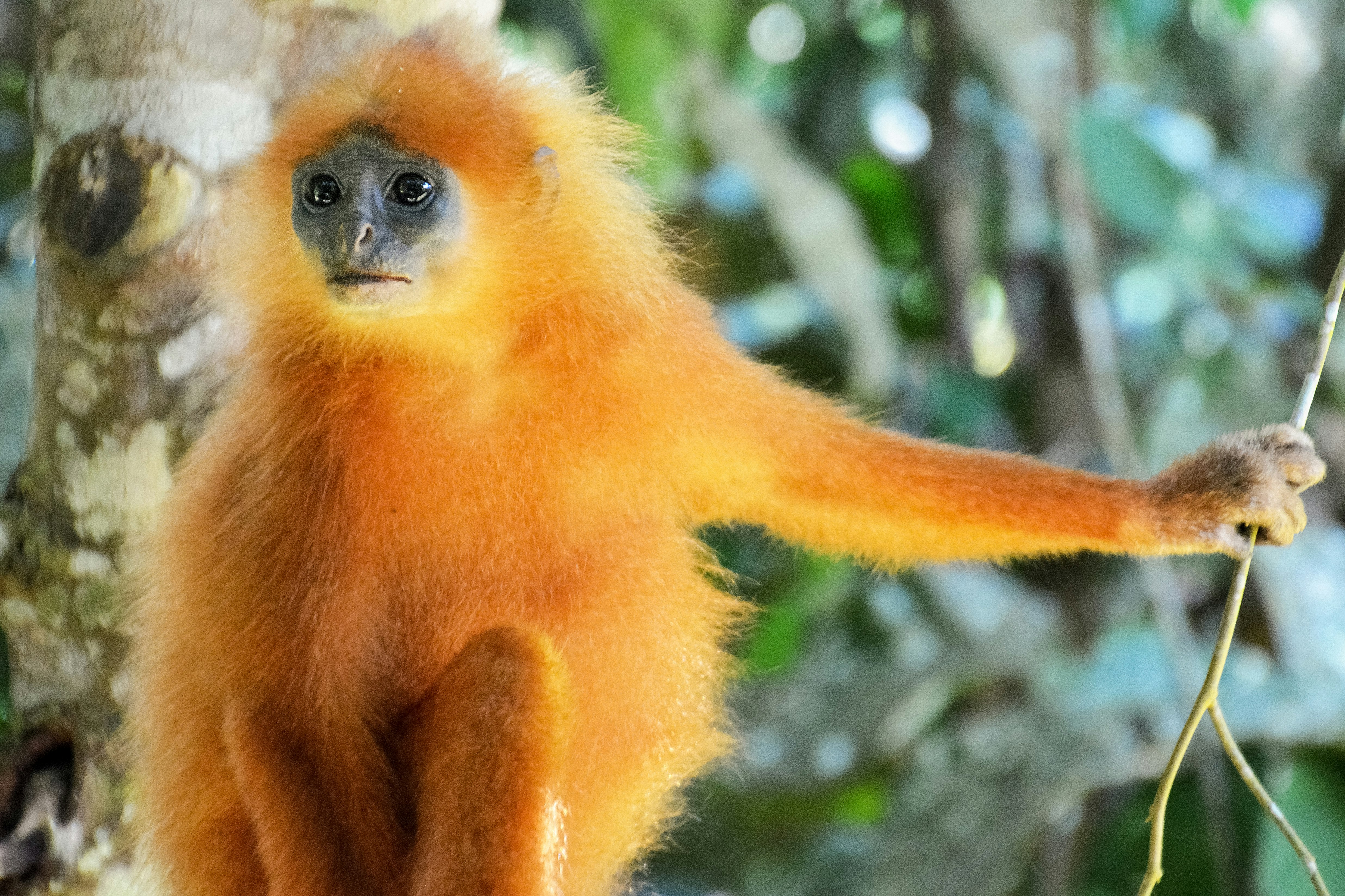 brown monkey on brown tree branch during daytime